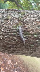 Megapallifera mutabilis