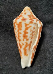 Conus recurvus