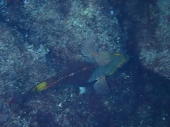 Sparisoma cretense
