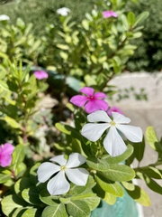 Catharanthus