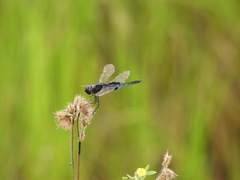 Urothemis edwardsii