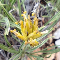 Petradoria pumila
