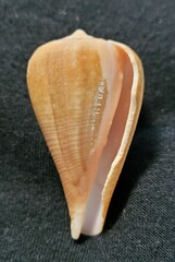 Conus patricius