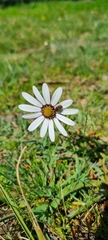 Dimorphotheca pluvialis