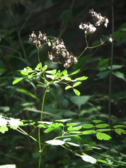 Thalictrum dioicum