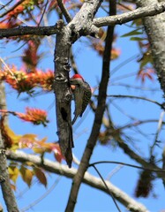 Chloropicus fuscescens