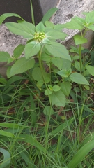 Euphorbia davidii