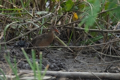 Rallus longirostris