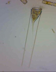 Eutintinnus