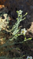 Eremogone ferrisiae