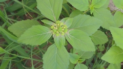 Euphorbia davidii