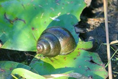 Cipangopaludina chinensis