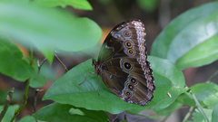 Morpho helenor montezuma