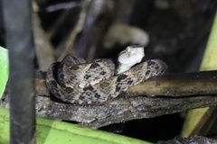 Bothrops asper