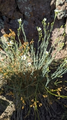 Eremogone ferrisiae