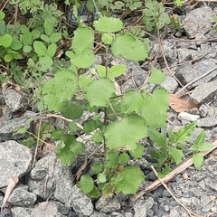 Triumfetta rhomboidea