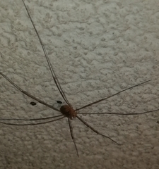 Phalangium opilio