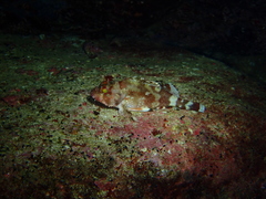 Scorpaena maderensis