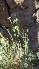 Eremogone ferrisiae