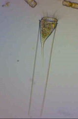 Eutintinnus