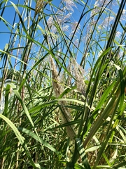 Miscanthus sinensis