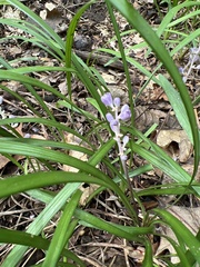Liriope