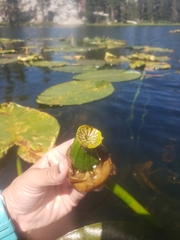 Nuphar polysepala