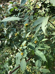 Bidens vulgata