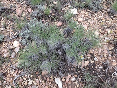 Petradoria pumila