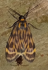Eucereon costulata