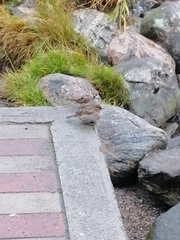 Passer domesticus