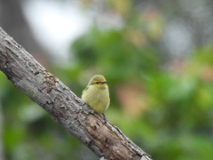 Anthreptes aurantius