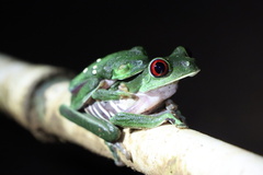 Agalychnis callidryas