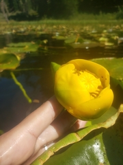 Nuphar polysepala