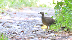 Crypturellus cinnamomeus