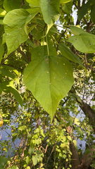 Catalpa speciosa