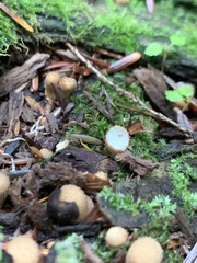 Pholiota squarrosoides