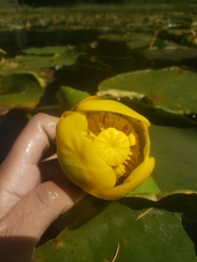 Nuphar polysepala