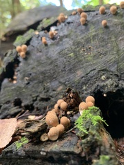 Pholiota squarrosoides