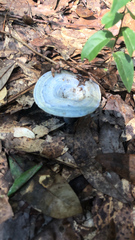 Lactarius indigo