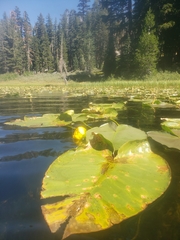 Nuphar polysepala