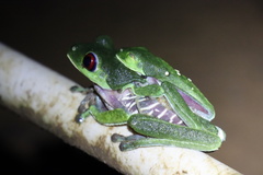 Agalychnis callidryas