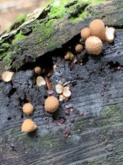 Pholiota squarrosoides