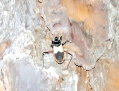 Microtomus purcis