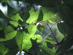 Zelkova serrata