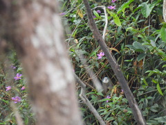 Anthreptes aurantius