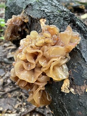 Phaeotremella foliacea