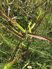 Panicum hemitomon
