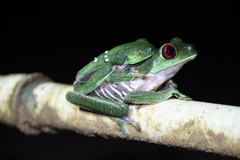 Agalychnis callidryas