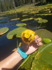 Nuphar polysepala